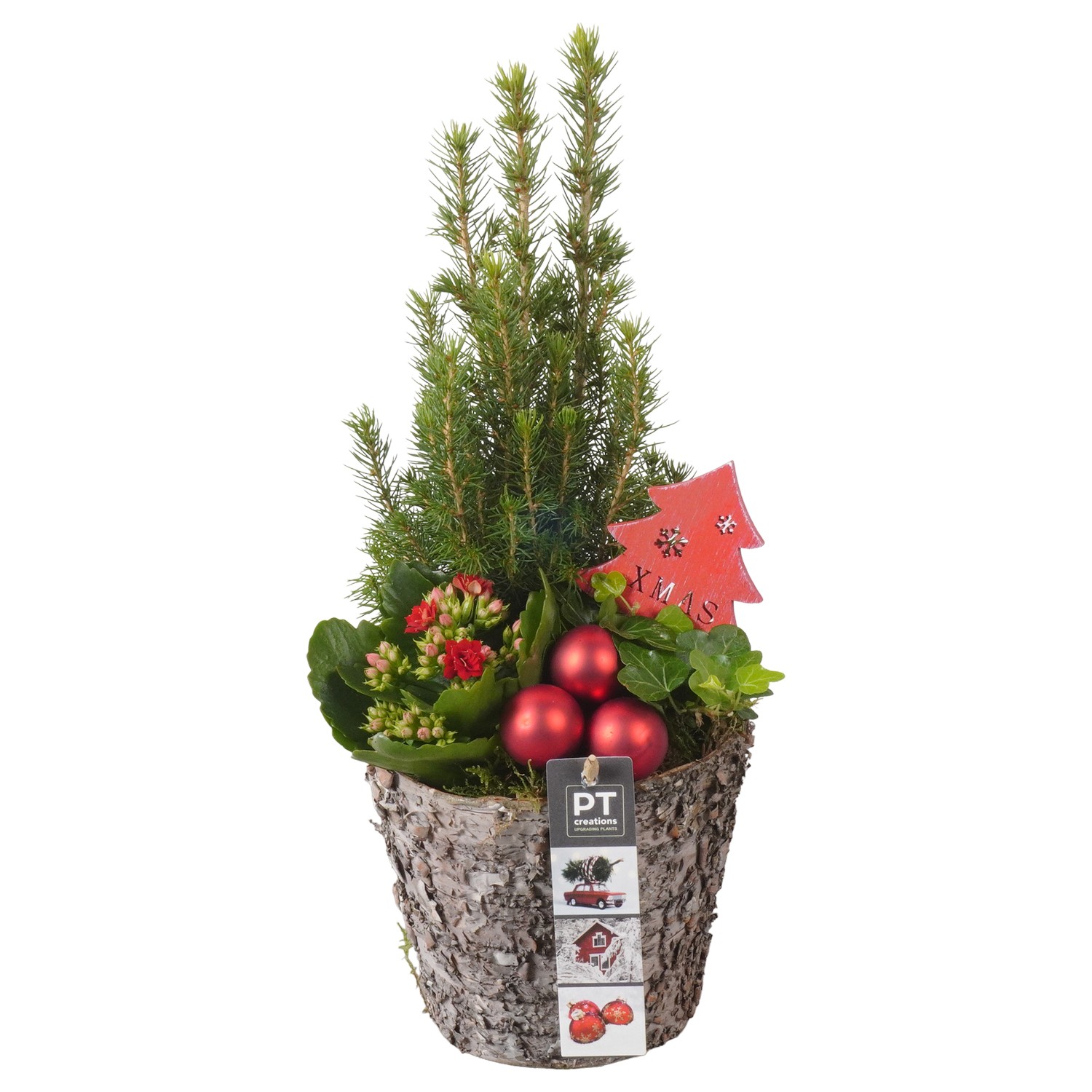 Picture of PTKB9320 Arrangement X-Mas in wooden pot P17 38CM