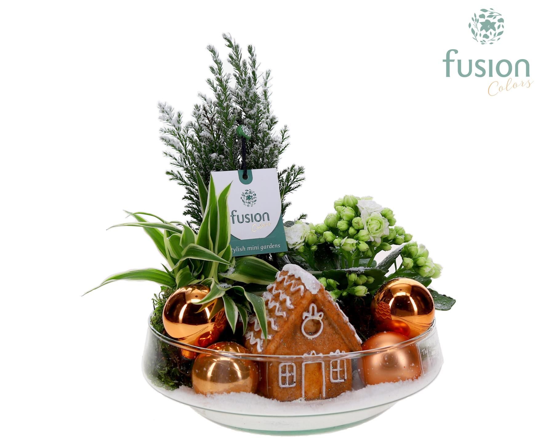 Obrázek X-Mas arrangement Green Bottle Iris Medium FC-23.1284FDH P19 25CM