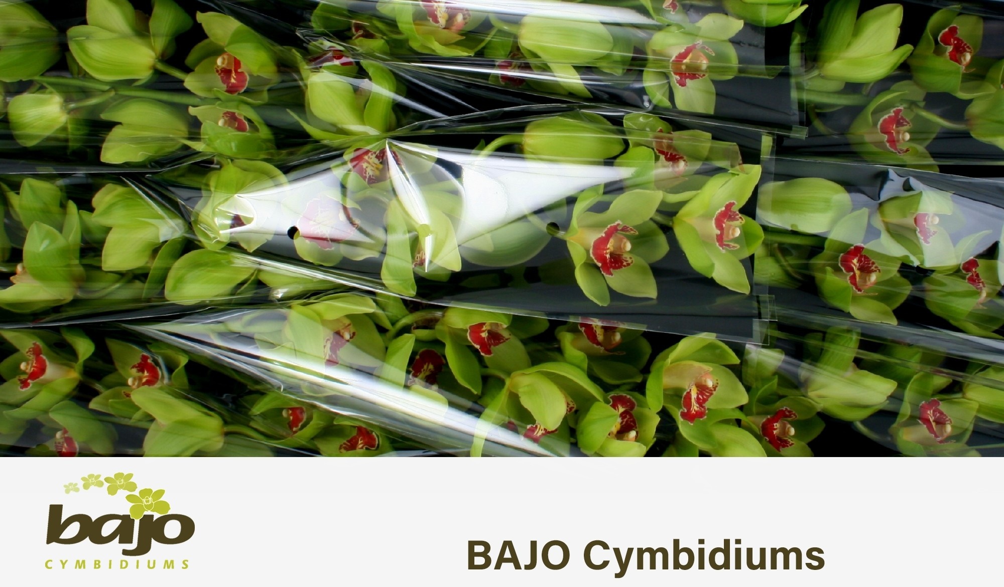 Cymbidium Lightning 8/11bl