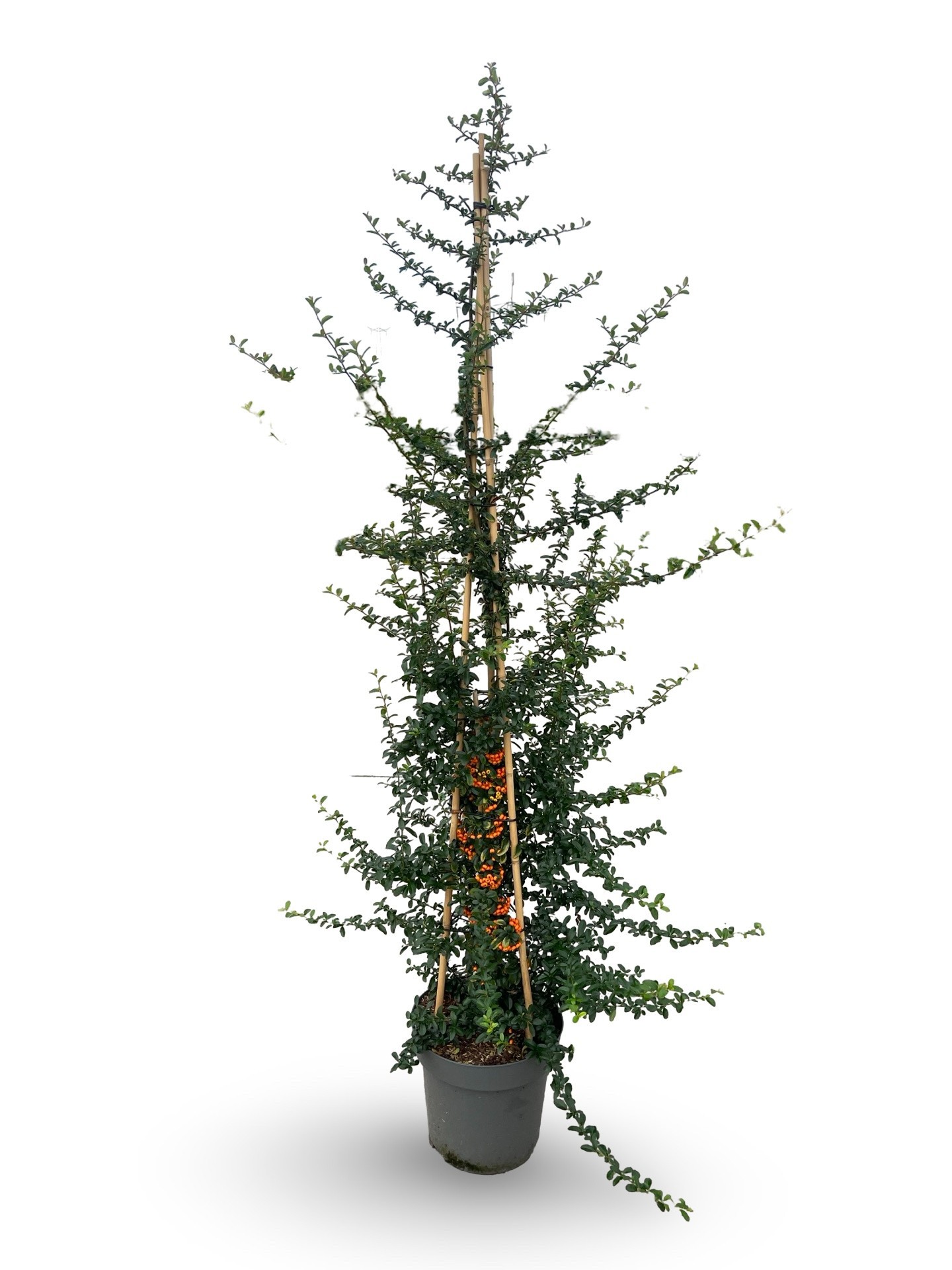 Pyracantha saphir 'Orange'