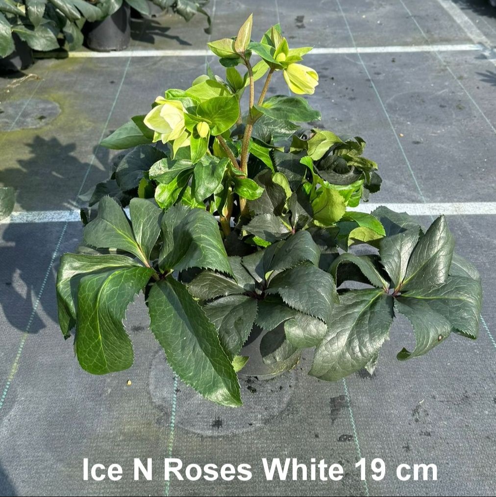 Picture of Helleborus Ice N Roses White P19 70CM