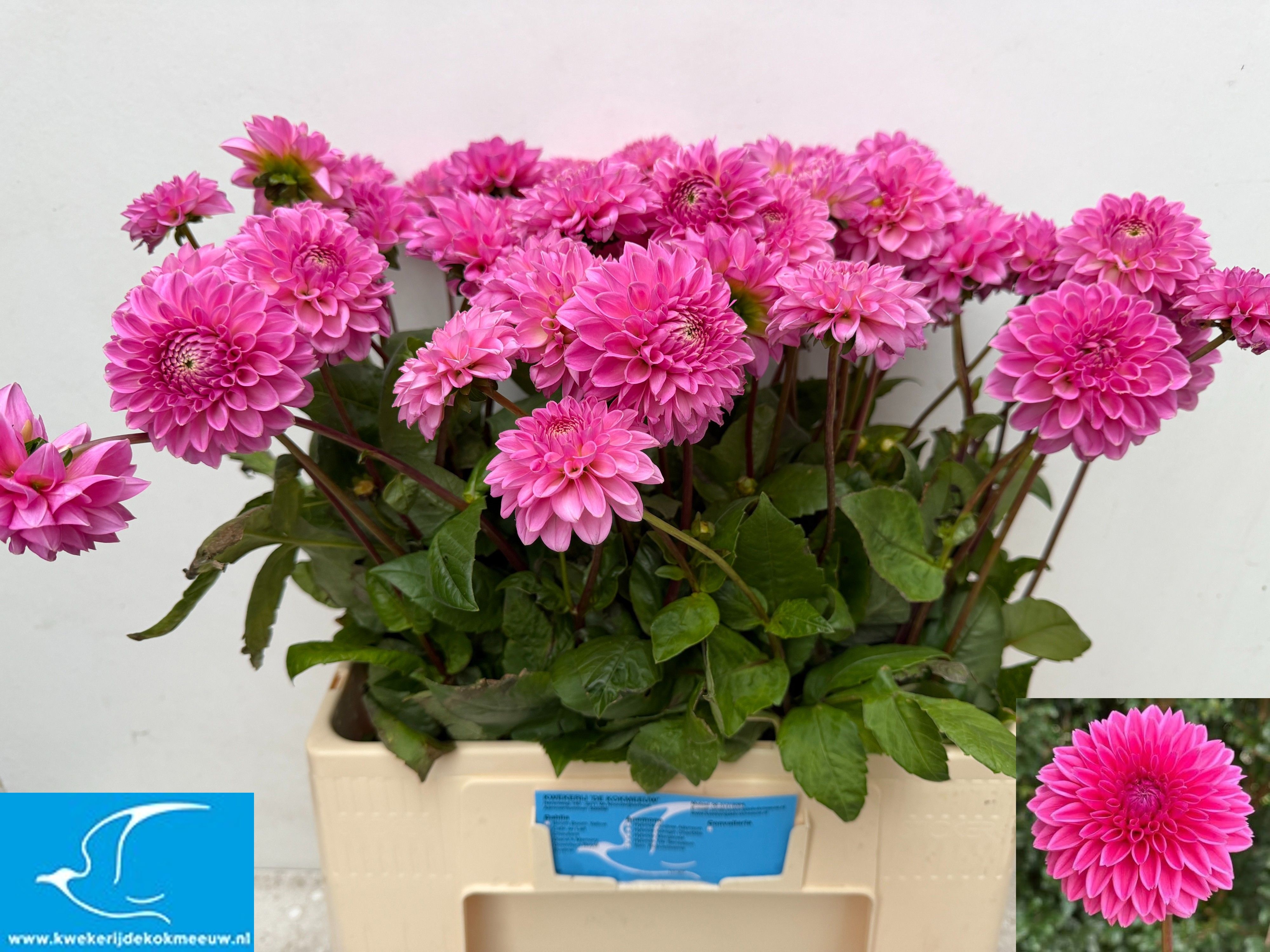 Dahlia Sandra 60cm