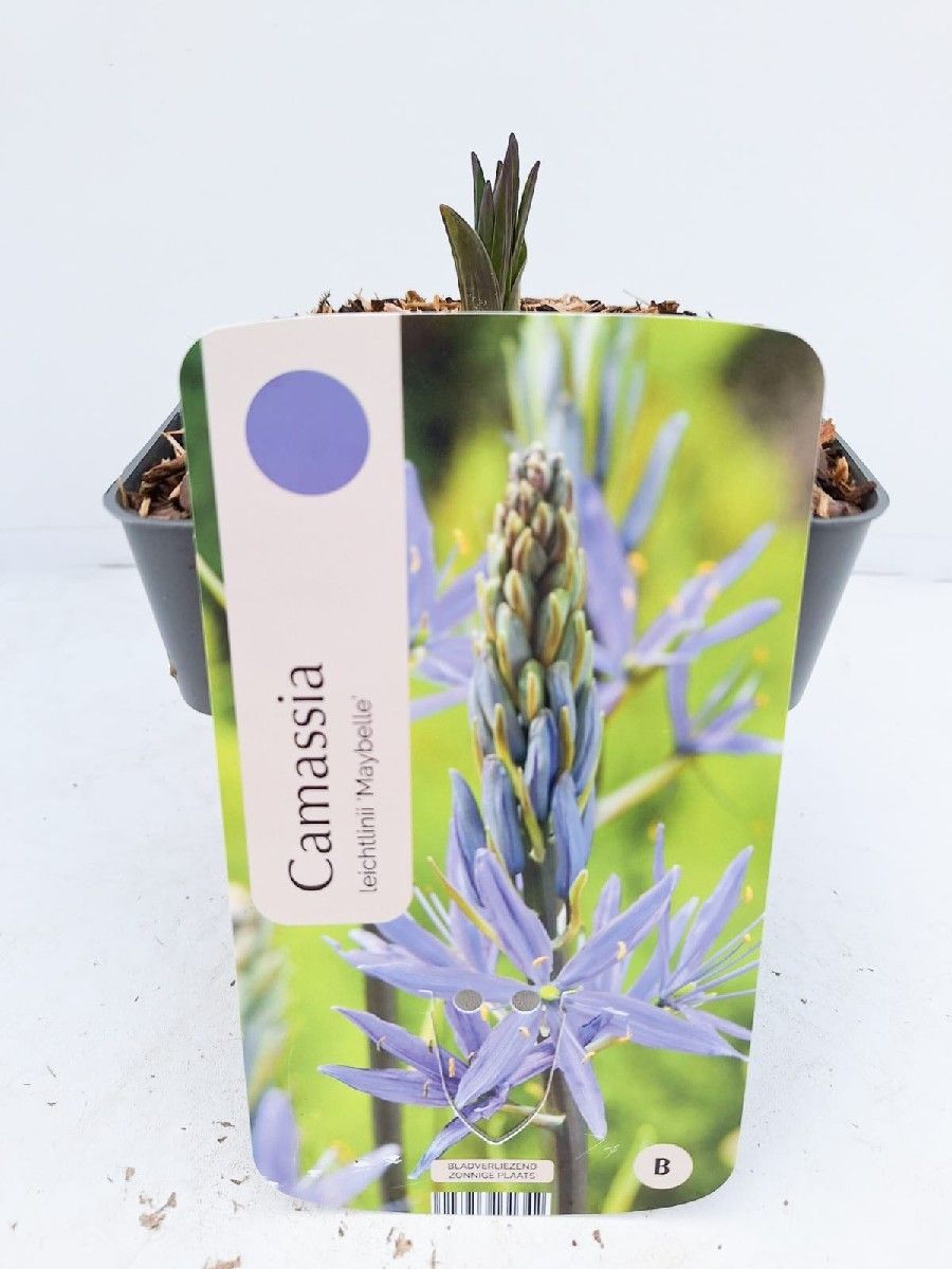 Camassia leichtlinii 'Maybelle'