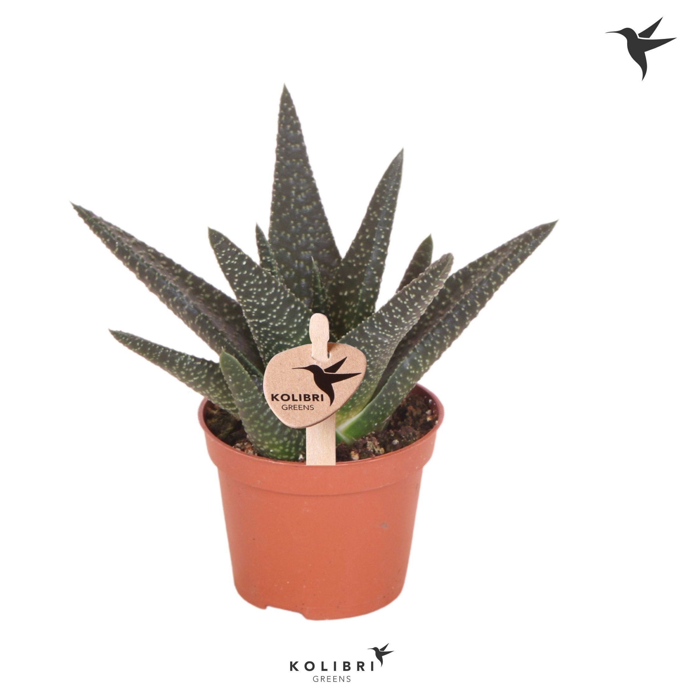 Haworthia Royal Highness