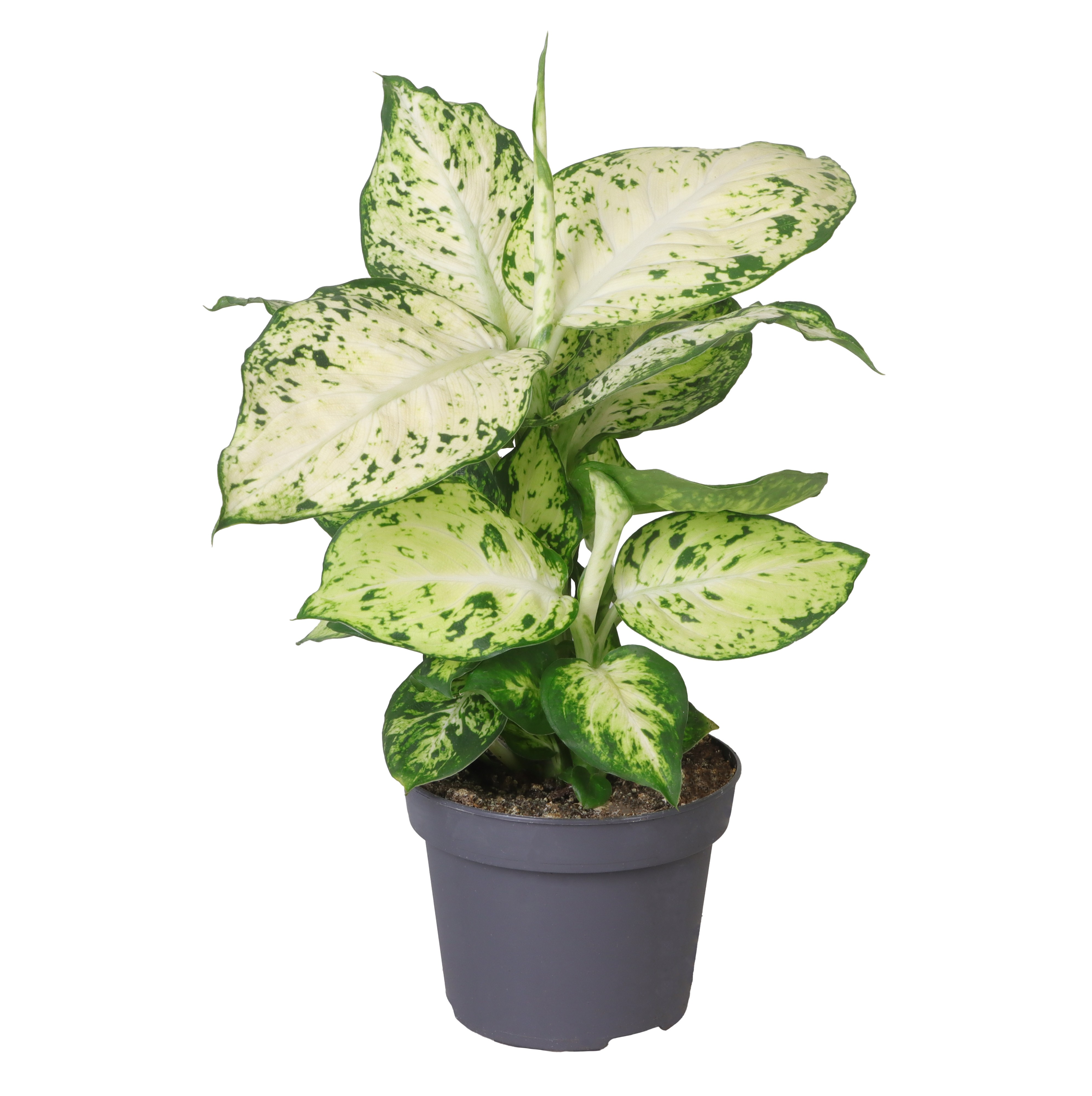 Picture of Dieffenbachia maculata Amy P12 30CM