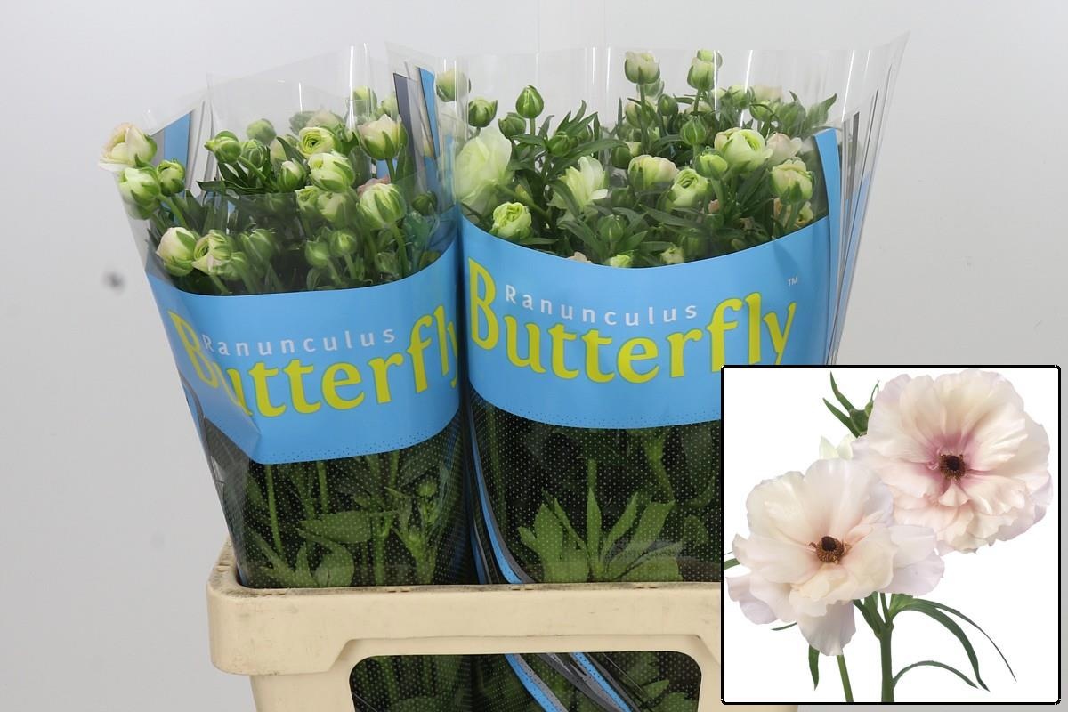 Ranunculus Butterfly Ariadne 70cm