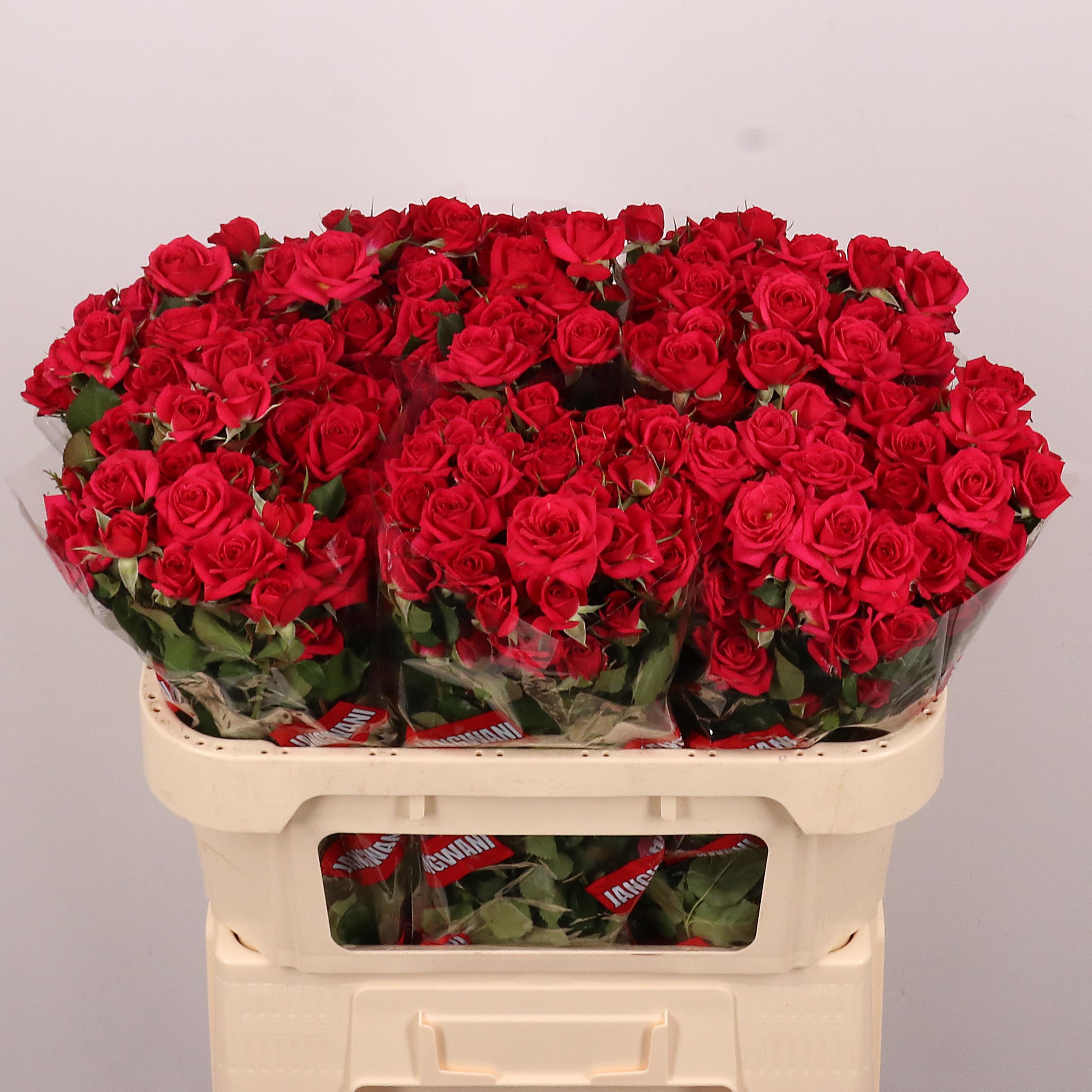 Rosa Spray Quincy 70cm