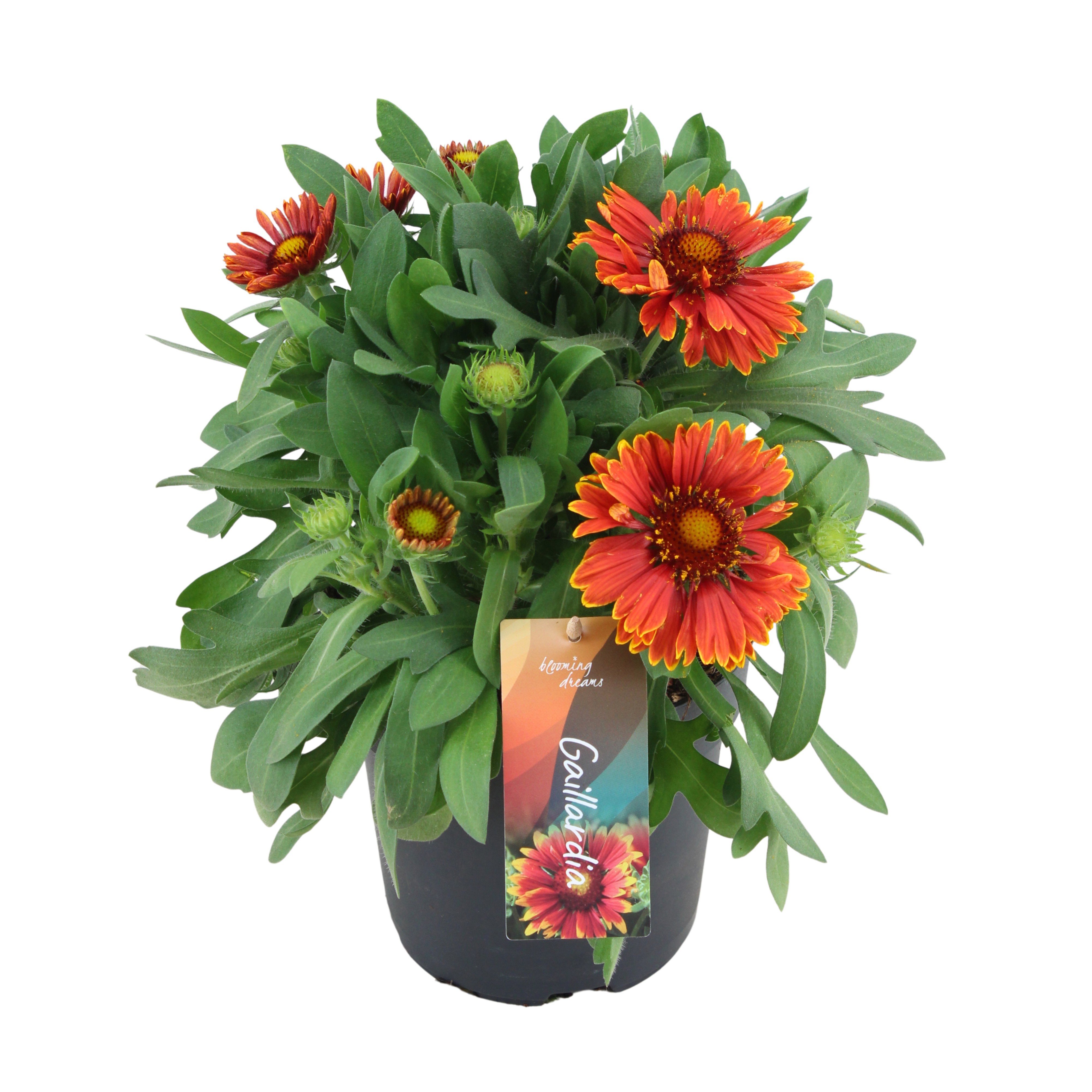 Gaillardia Spin Top Yellow Touch (PT)