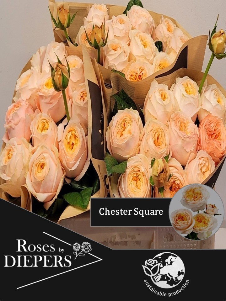 R Tr Chester Square 50cm