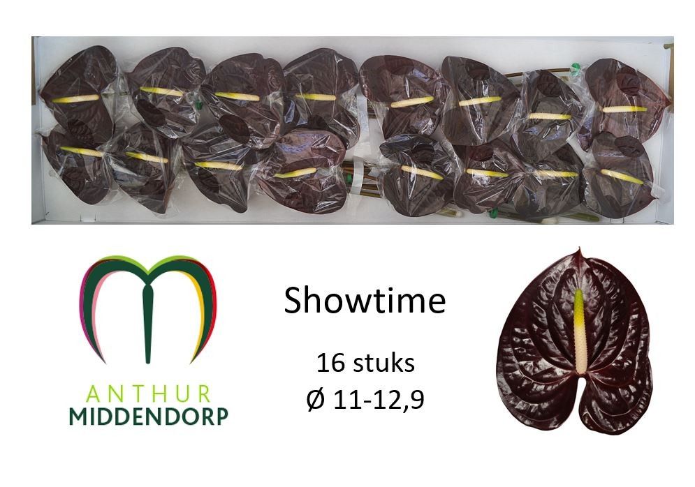 Anthurium Showtime 11Ø