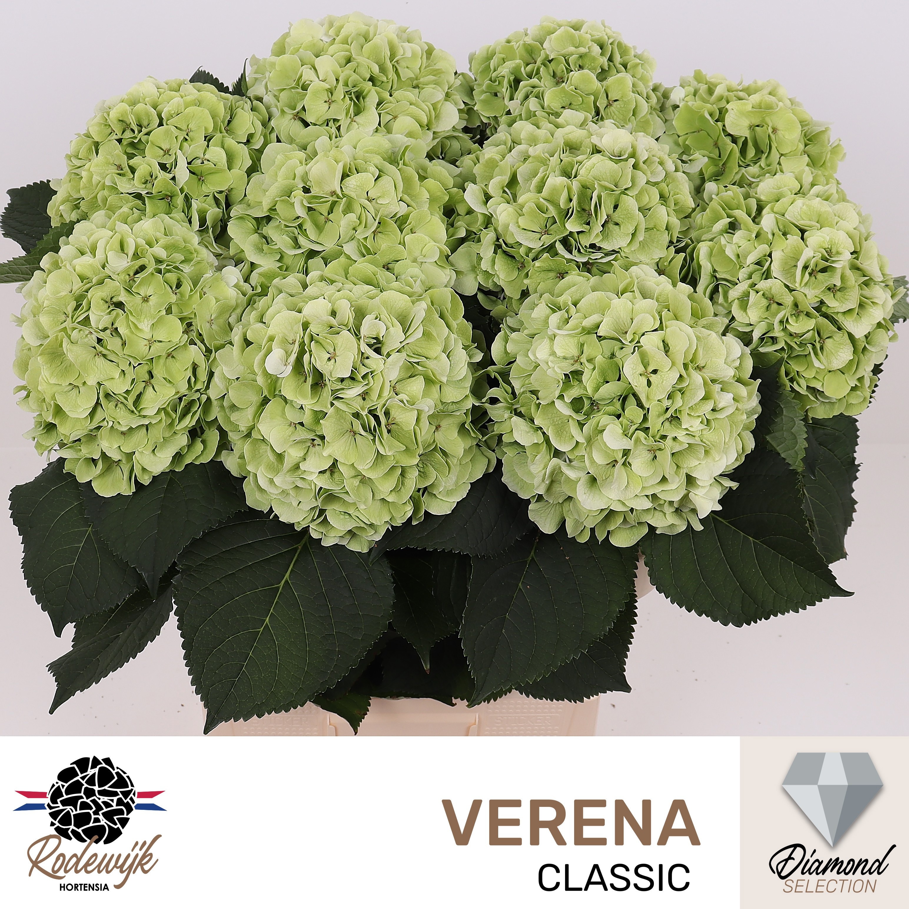 Hydrangea Verena Classic Pink 80cm 22Ø