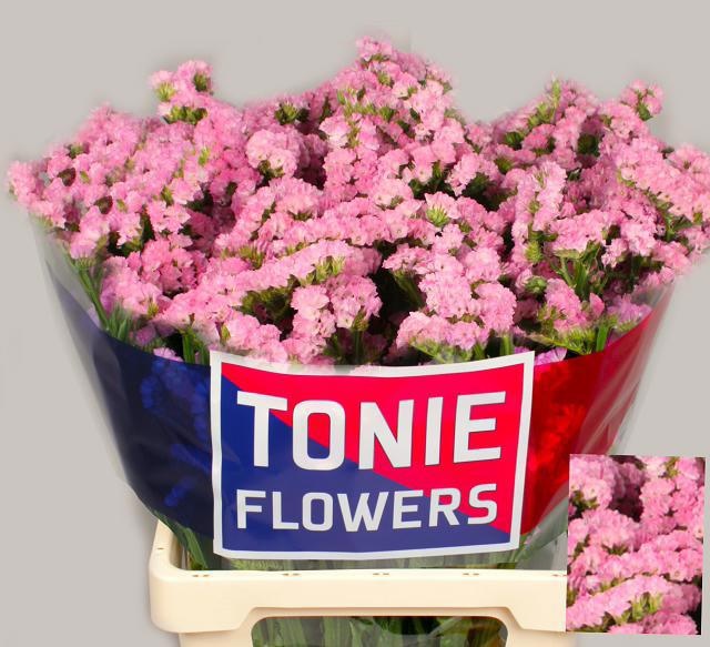 Limonium Si Pretty Wing 60cm 45gram