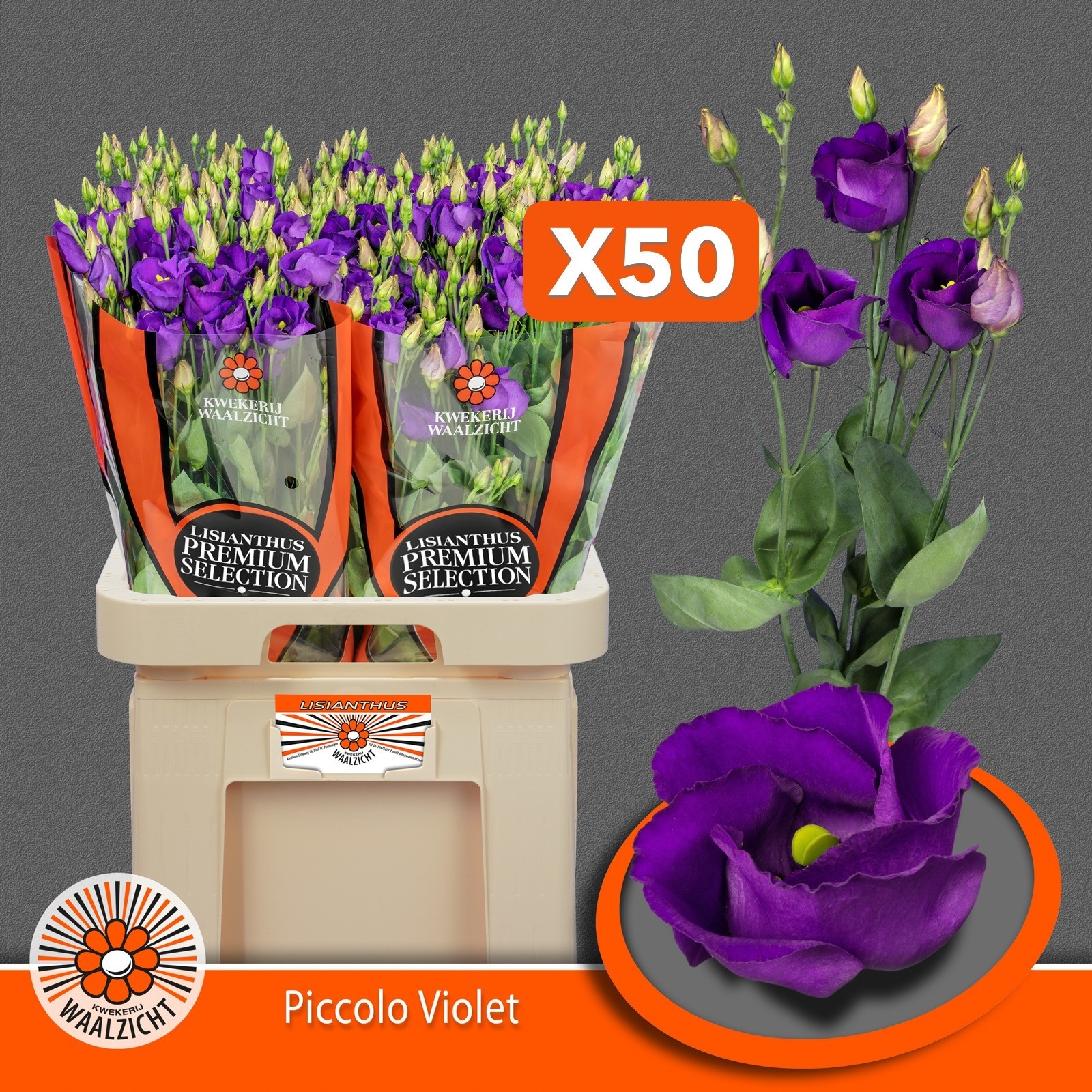 Lisianthus Single Piccolo Violet 70cm
