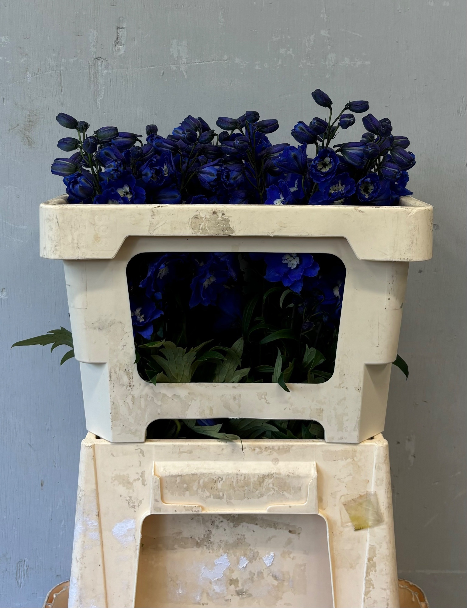 Delphinium El Navy Blue 50cm