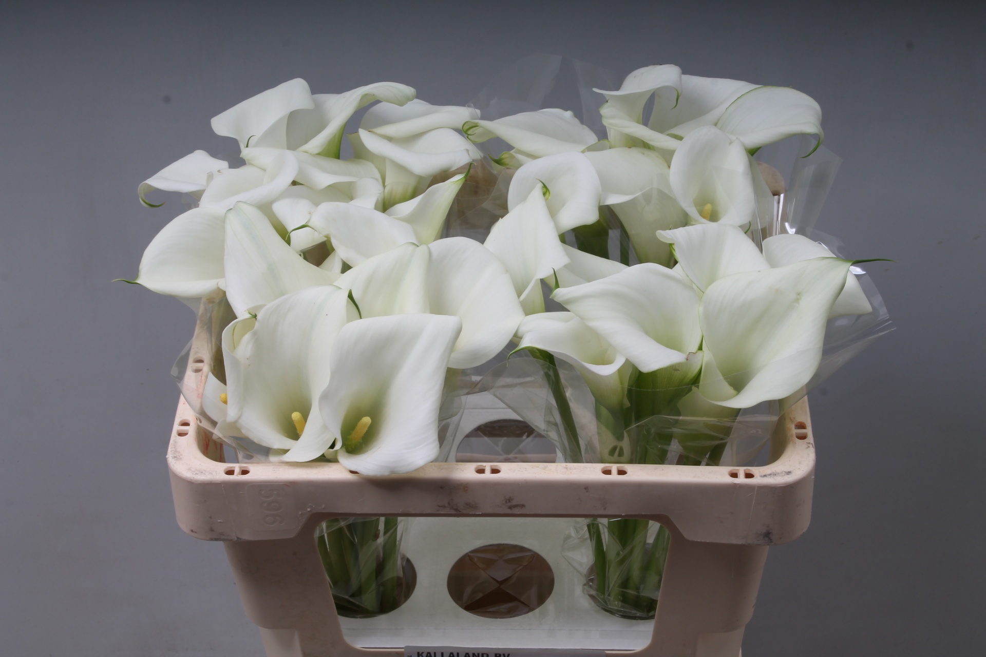 Calla White Art 50cm