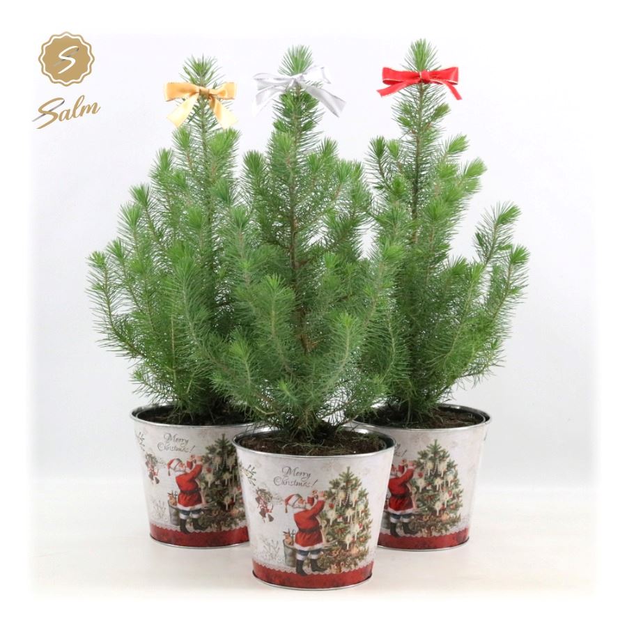 Picture of Pinus pinea Silver Crest P17 in Zinc Santa + Bow Mix P19 50CM