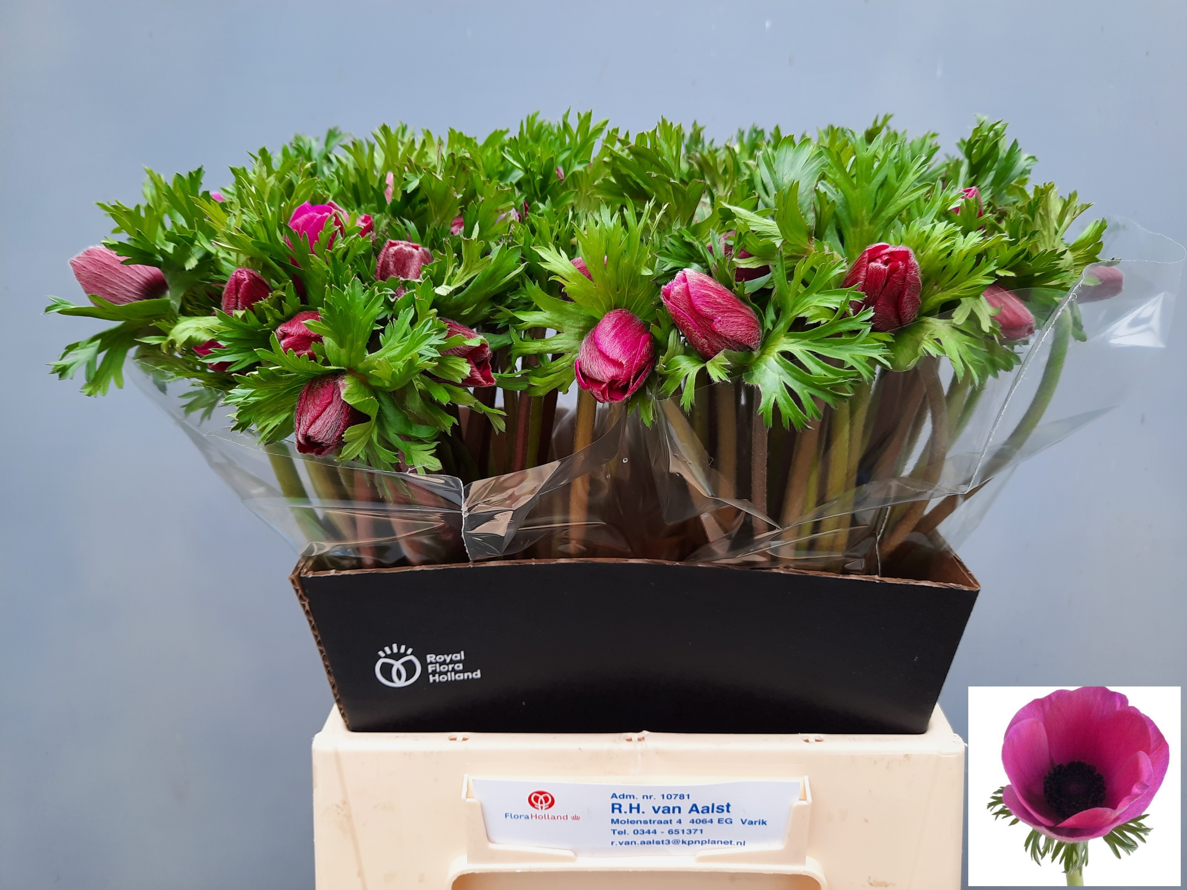 Anemone Marianne Orchid 40cm