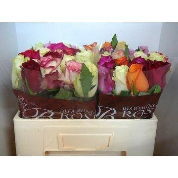 Rosa Mixed In Bunch 50cm