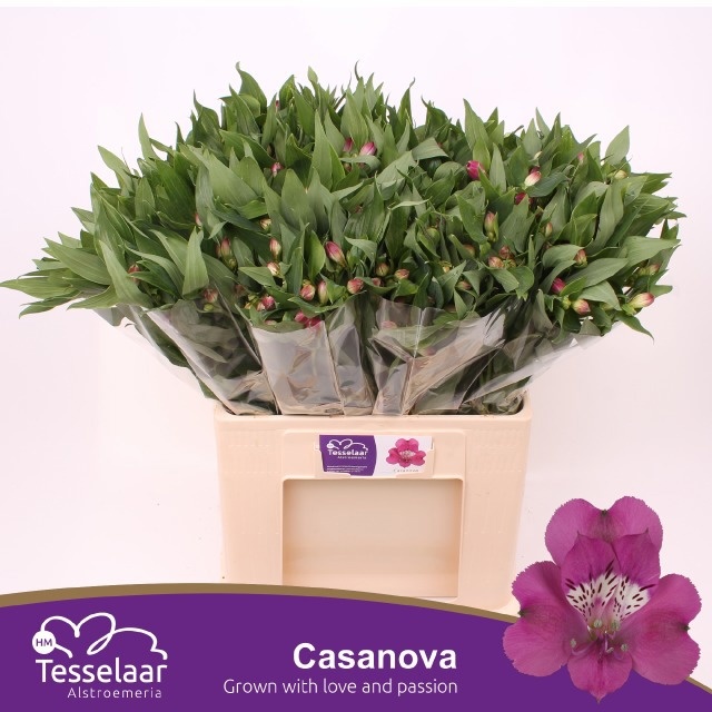 Alstr Casanova 60cm 30gram