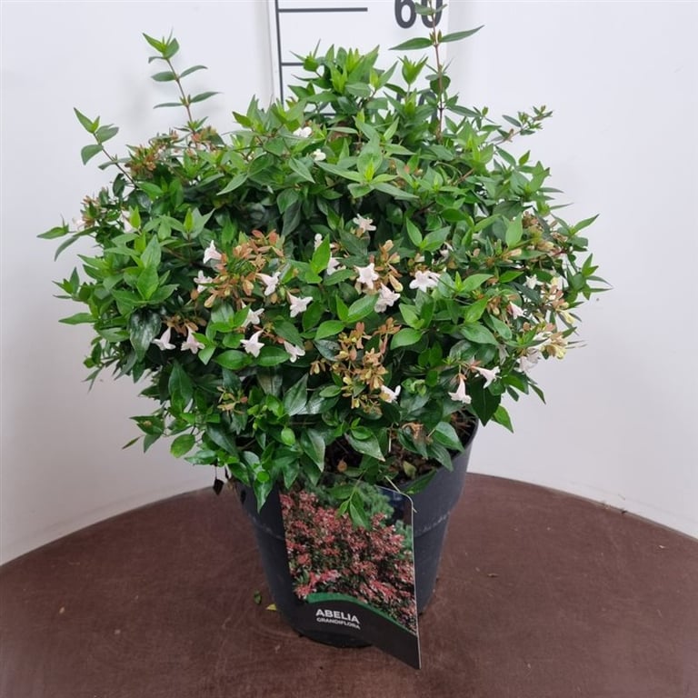 Picture of Abelia grandifl. Sherwood P29 (10 Ltr) (LOOSE)