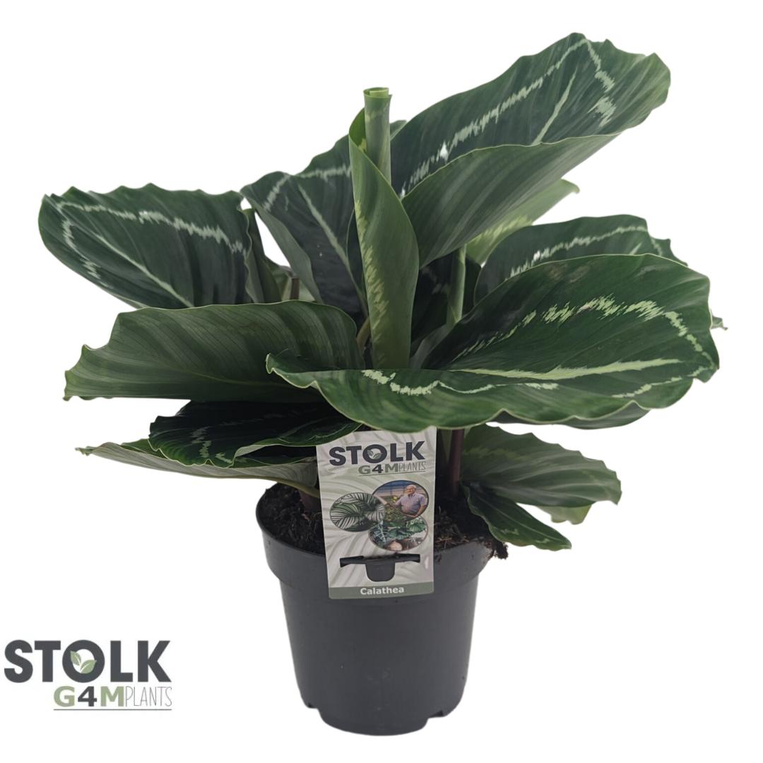 Picture of Calathea Roseopicta Green P14 40CM