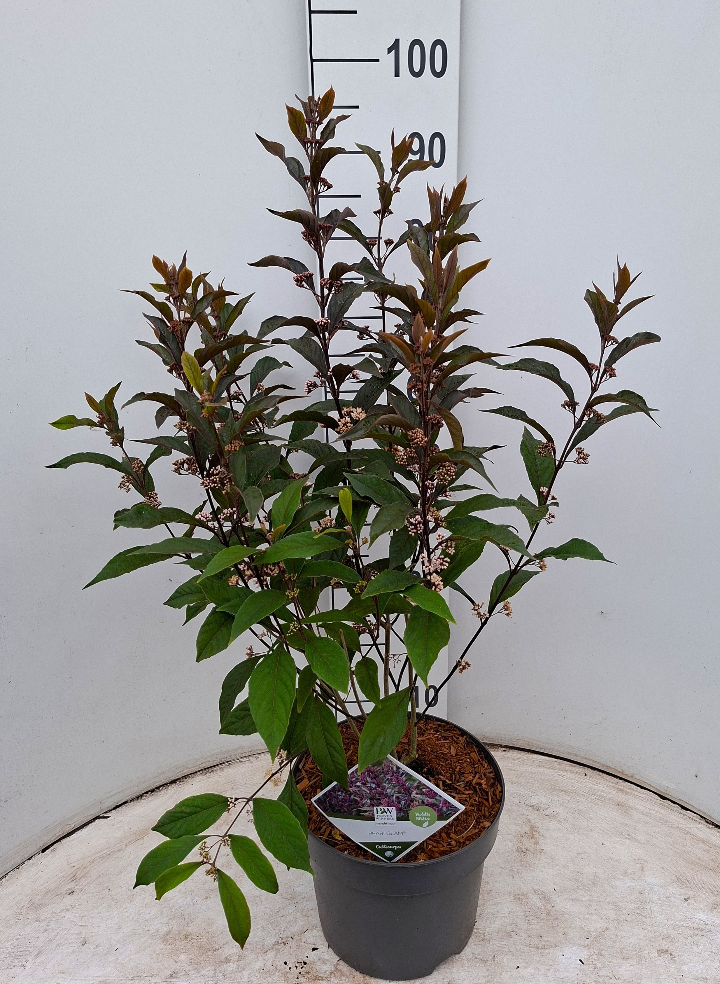 Callicarpa Pearl Glam® ('NCCX2' pbr af) PW