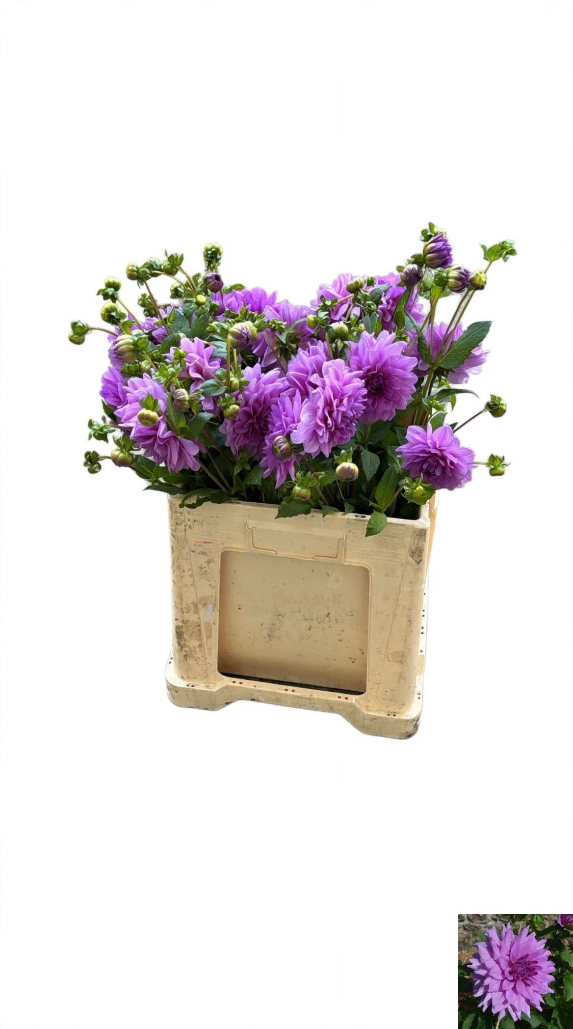 Dahlia 60cm