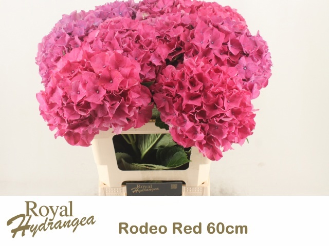 Hydr M Rodeo Rd