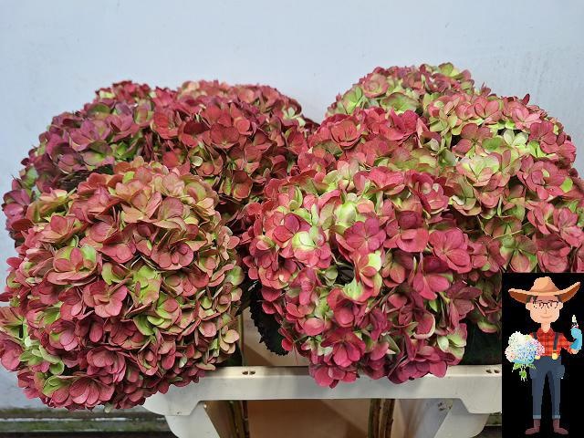Hydrangea Adora Classic 80cm 20Ø