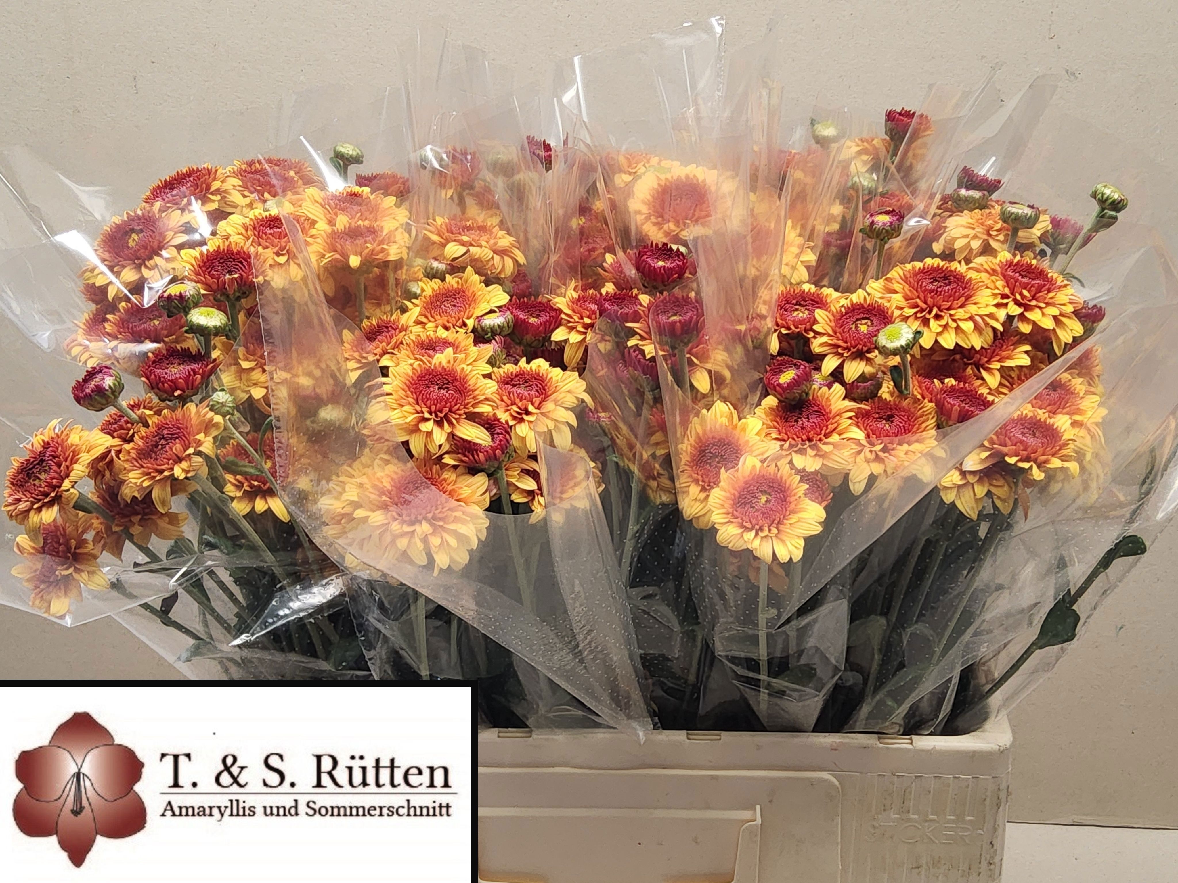 Chrysant Tbu Beppie Bronze 50cm 45gram