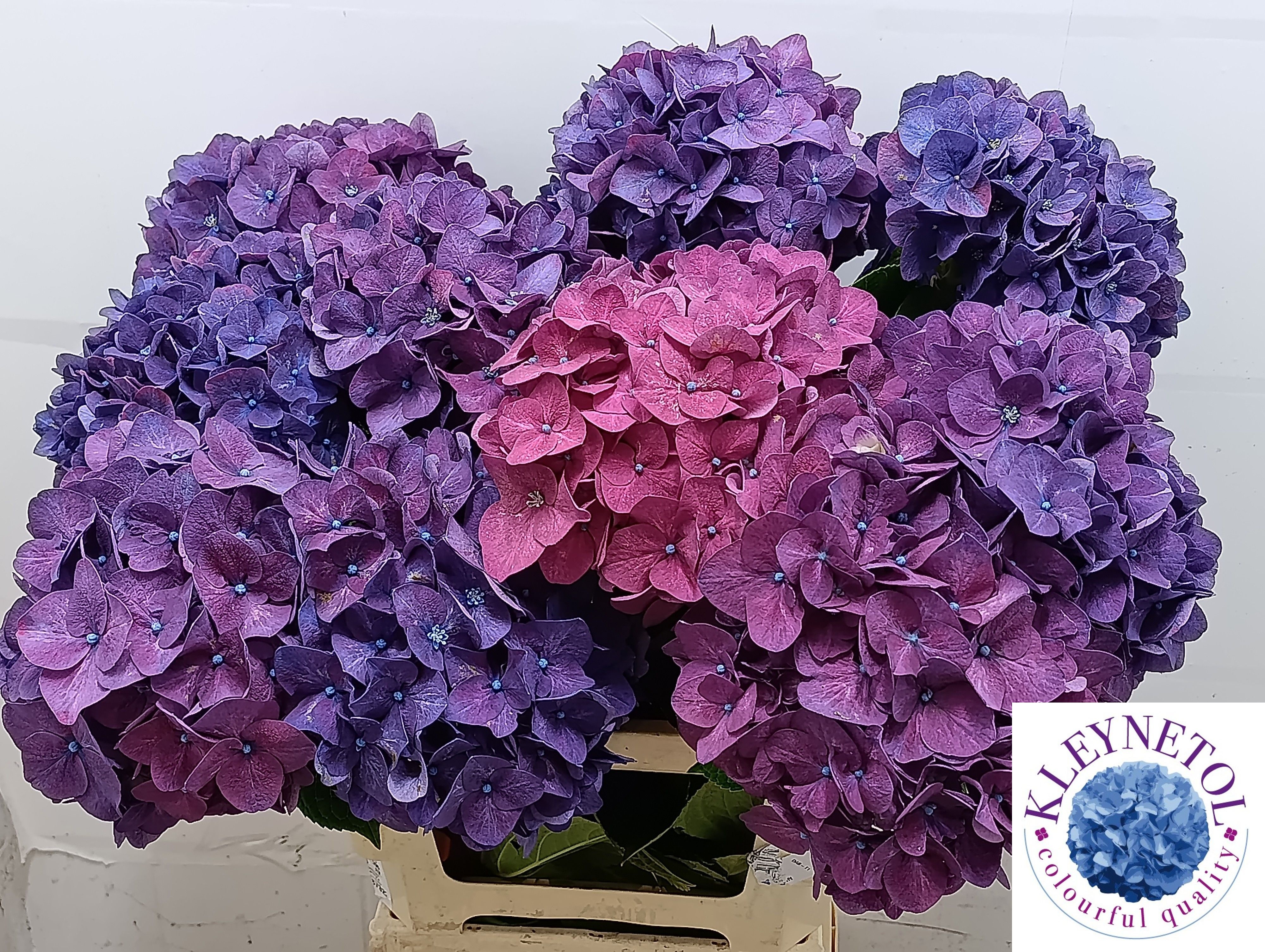 Hydrangea Rodeo Purple 60cm 21Ø