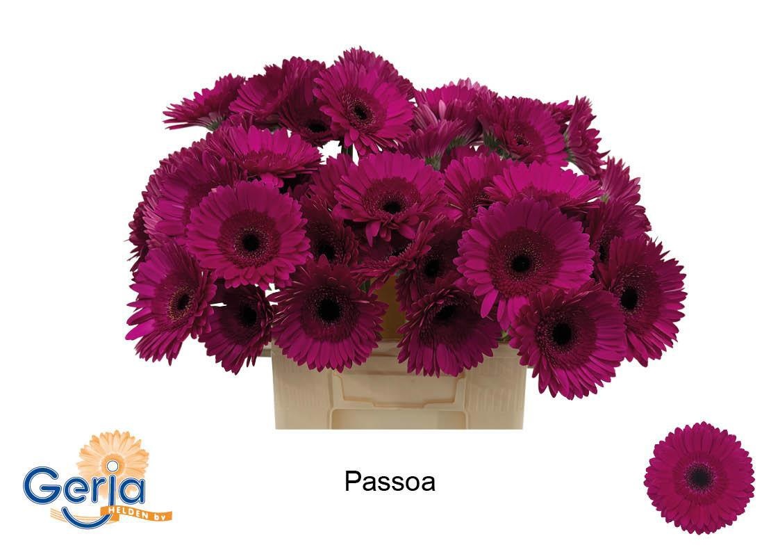 Gerbera Passoa