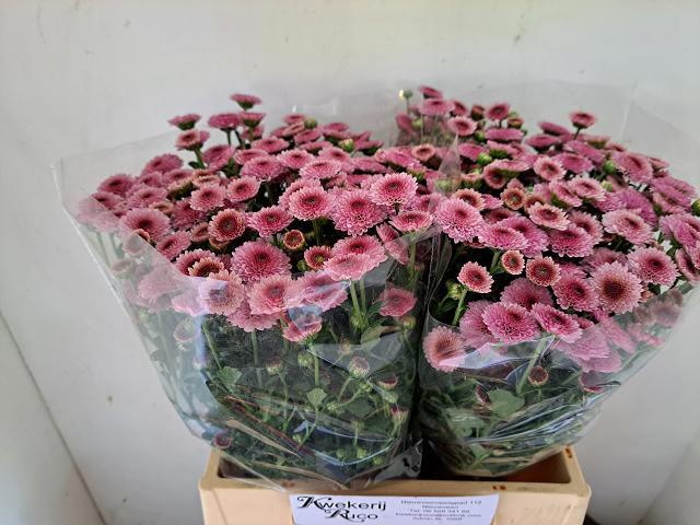 Chrys Santini Calimero Pink 40cm 650Ø