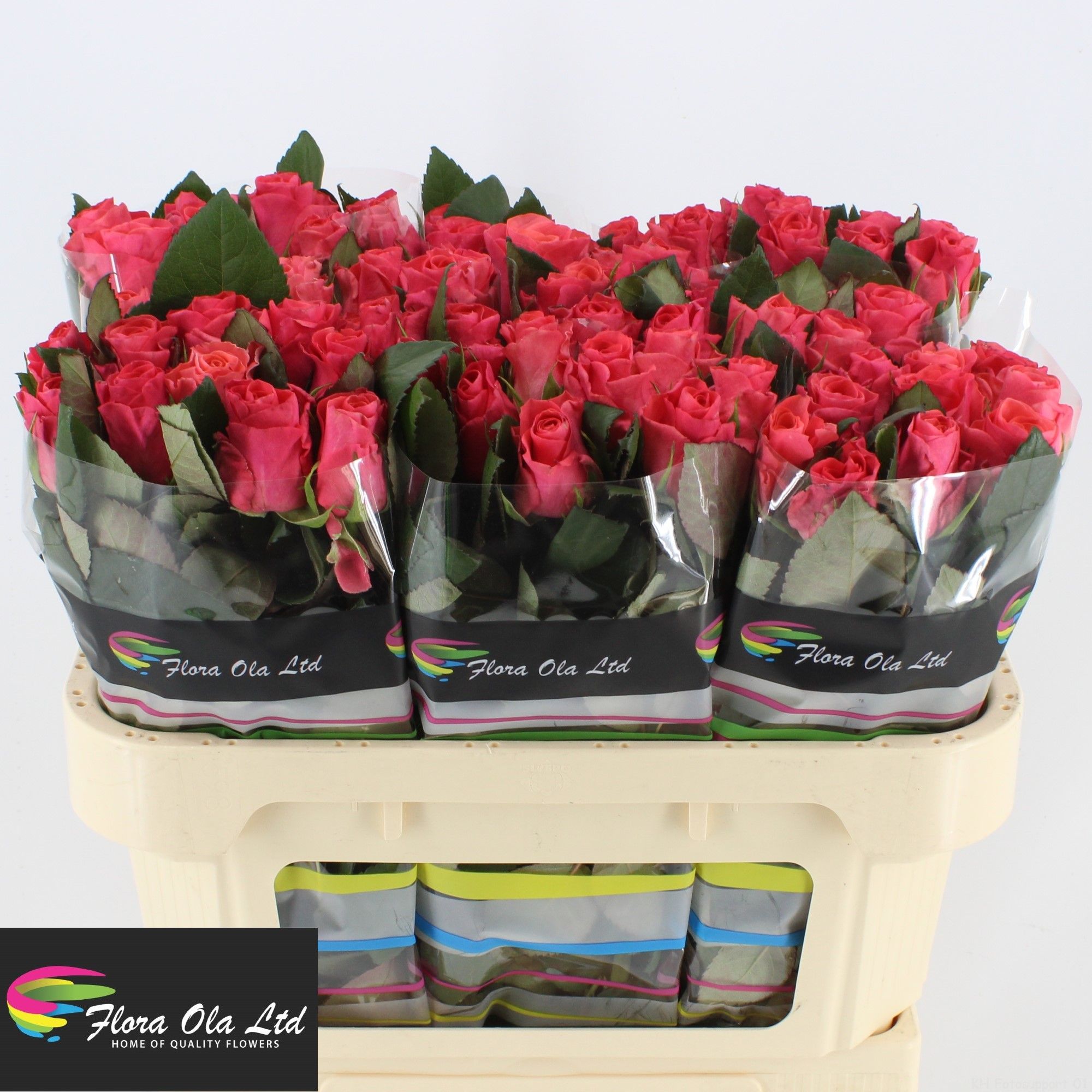 Rosa Pink Tacazzi 70cm