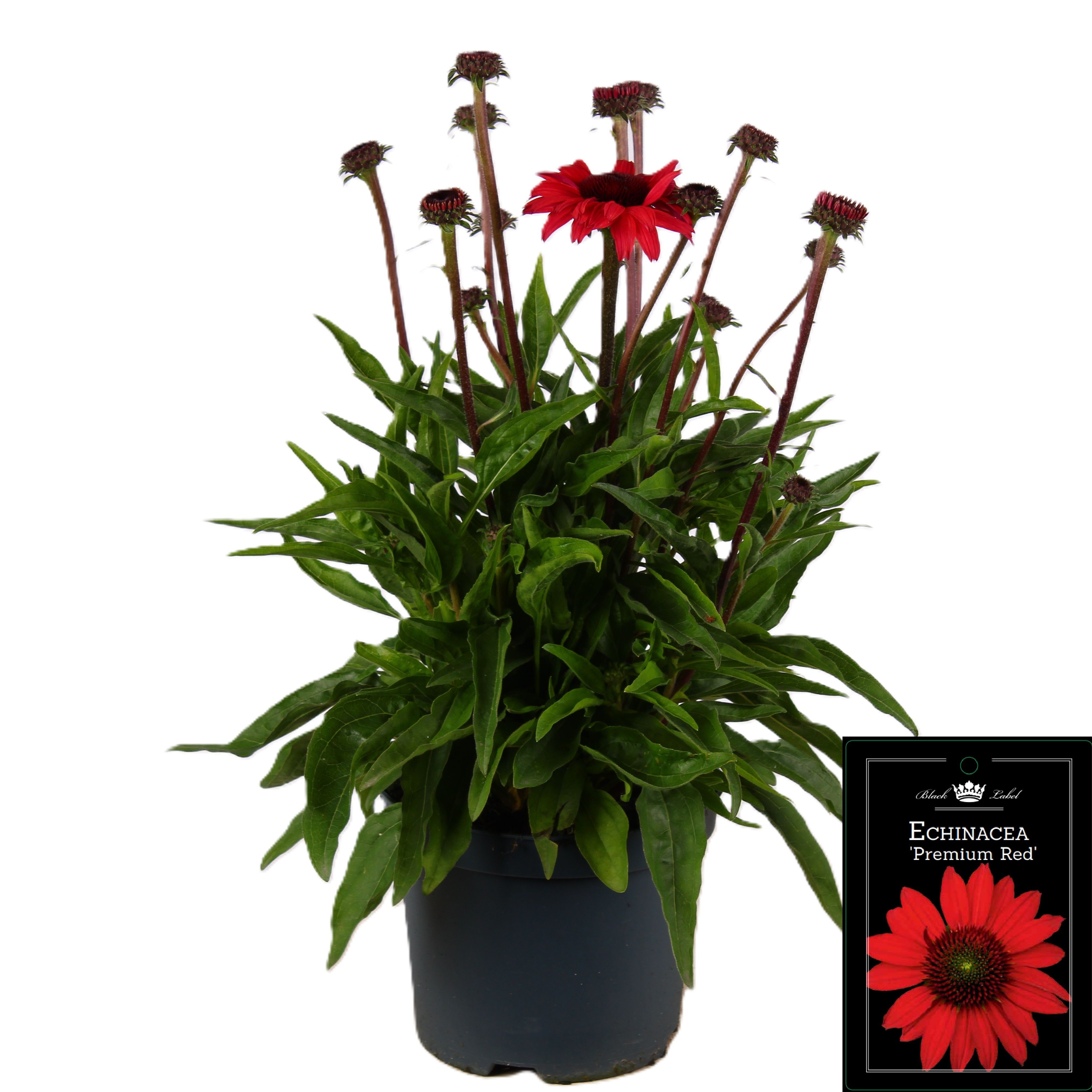 Picture of Echinacea Premium Red