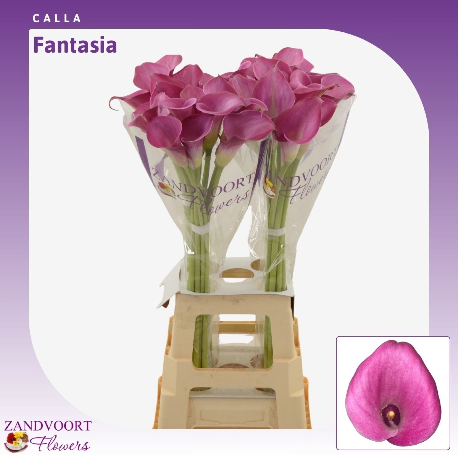 Calla Fantasia 80cm