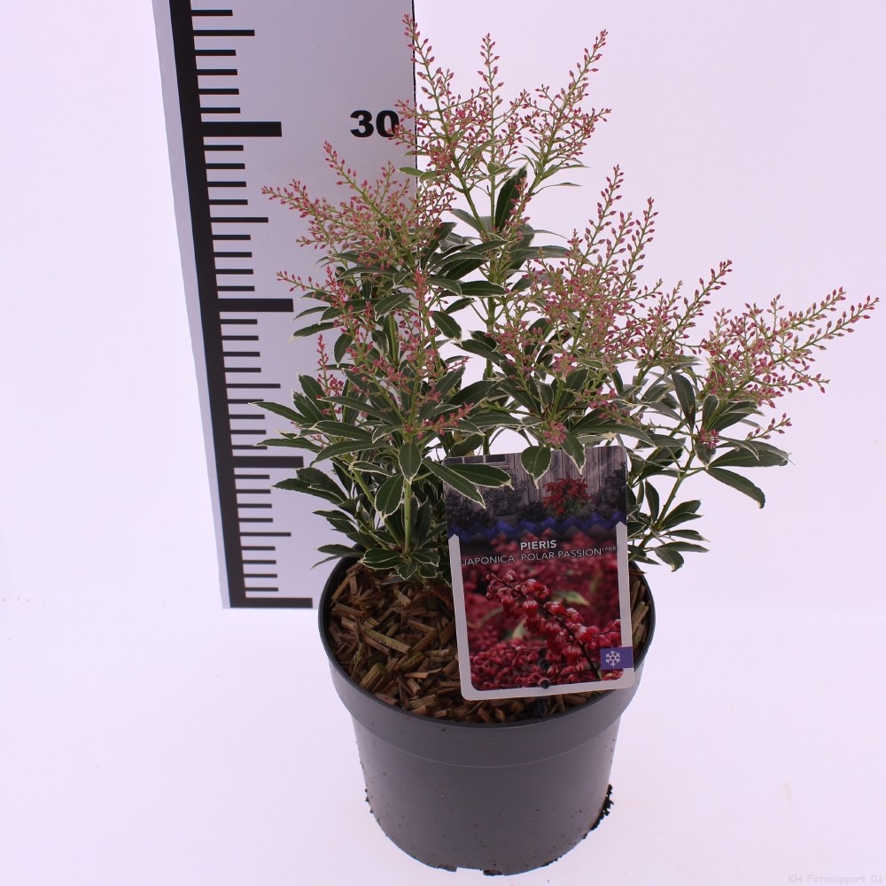 Picture of Pieris jap. 'Polar Passion'