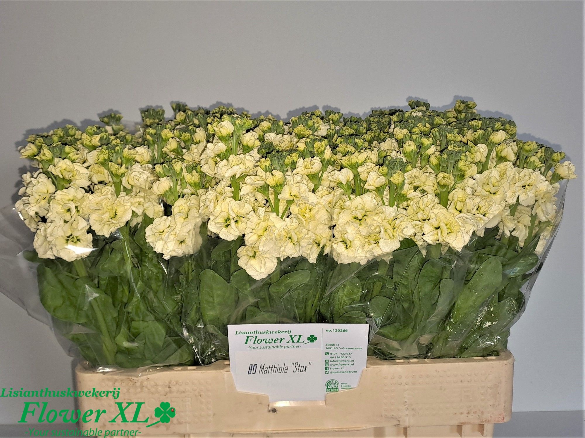 Matth Stox Yellow 50cm