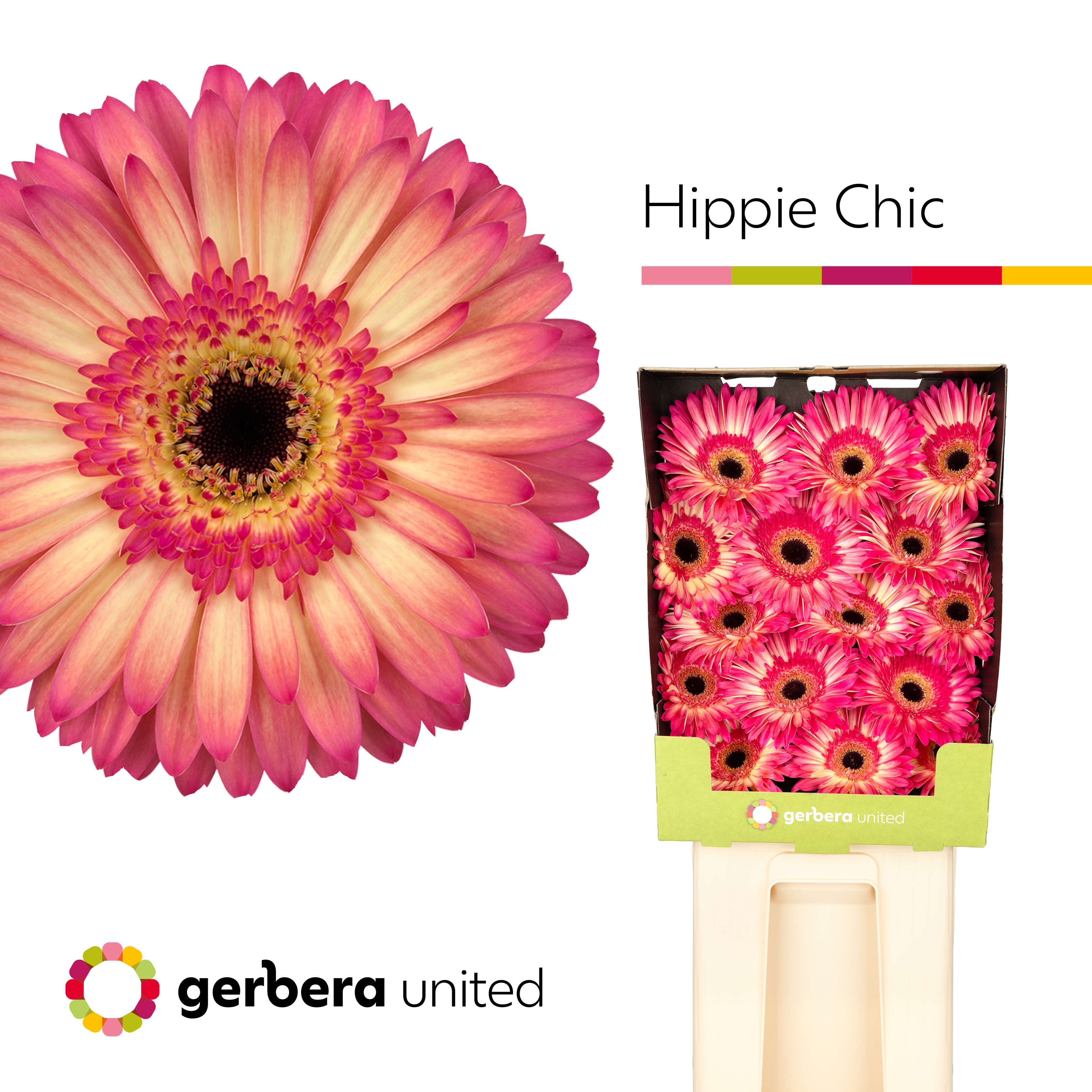 Ge Gr Hippie Chic