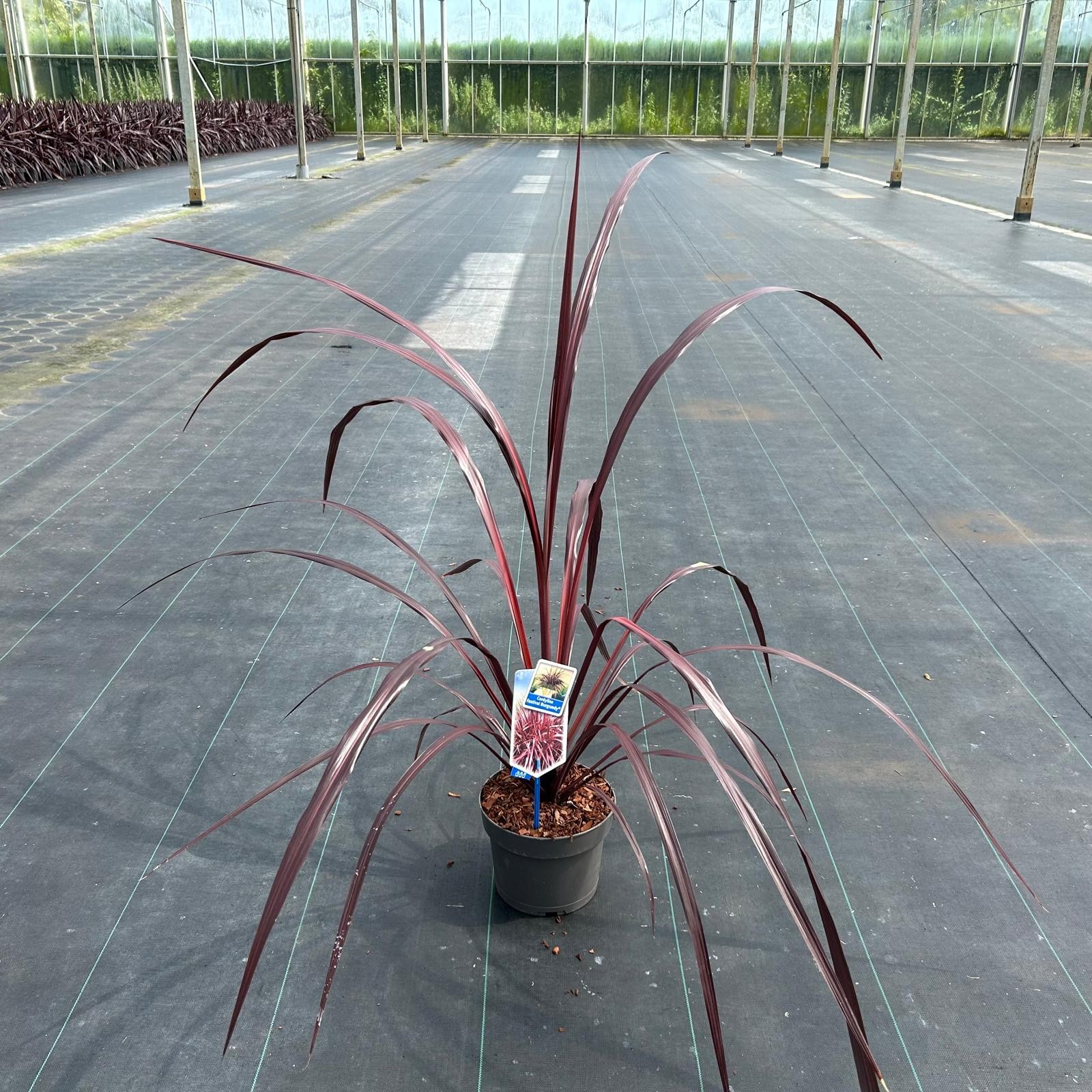 Picture of Cordyline Festival® Burgundy P19 (3 Ltr)