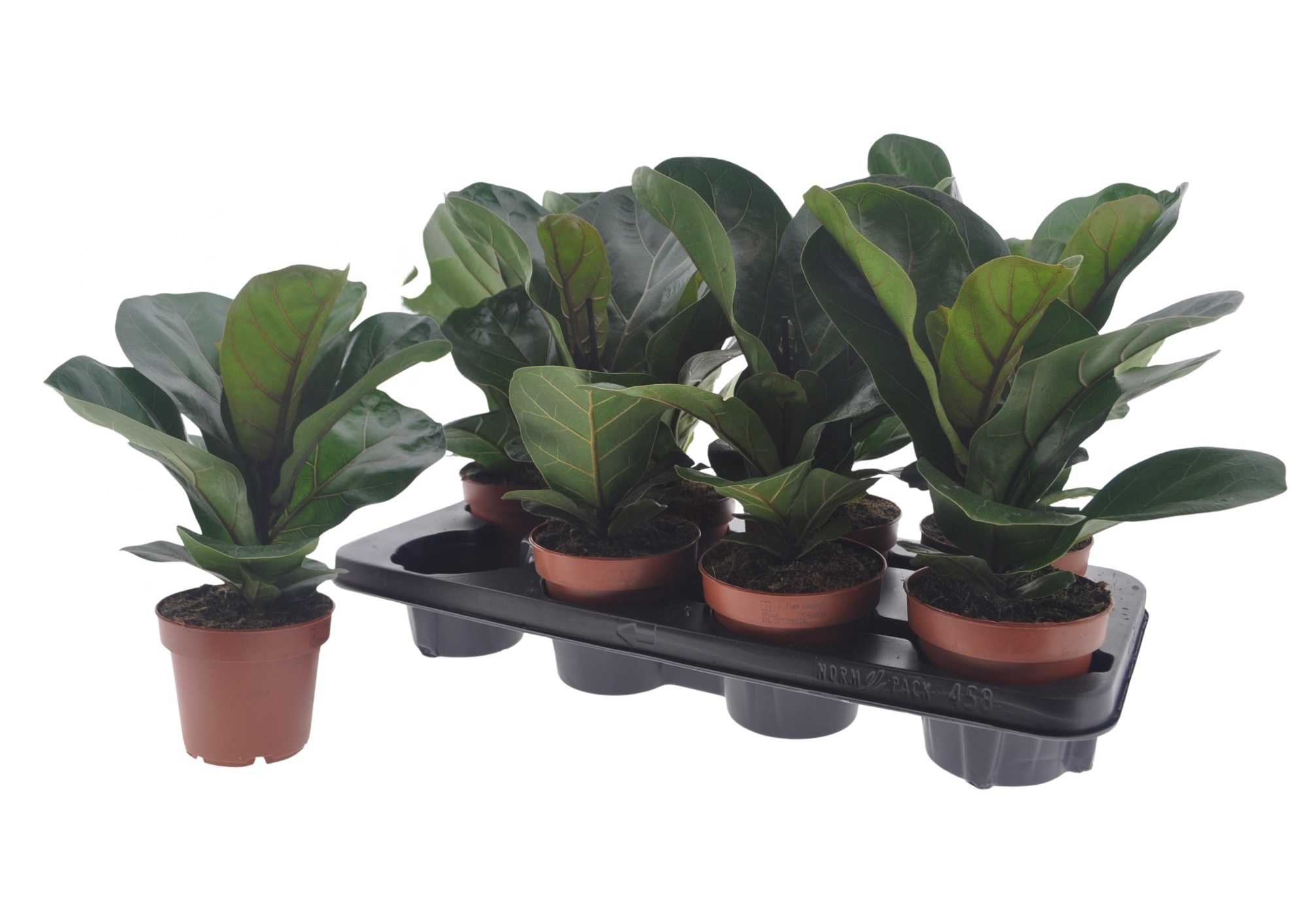 Ficus Lyrata Bambino 12P 25H 1stek