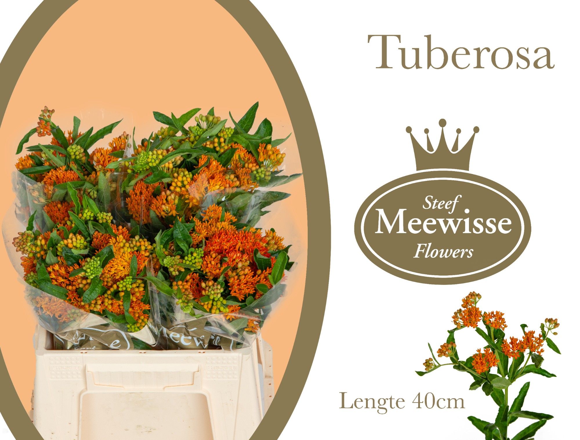 Ascl Tuberosa