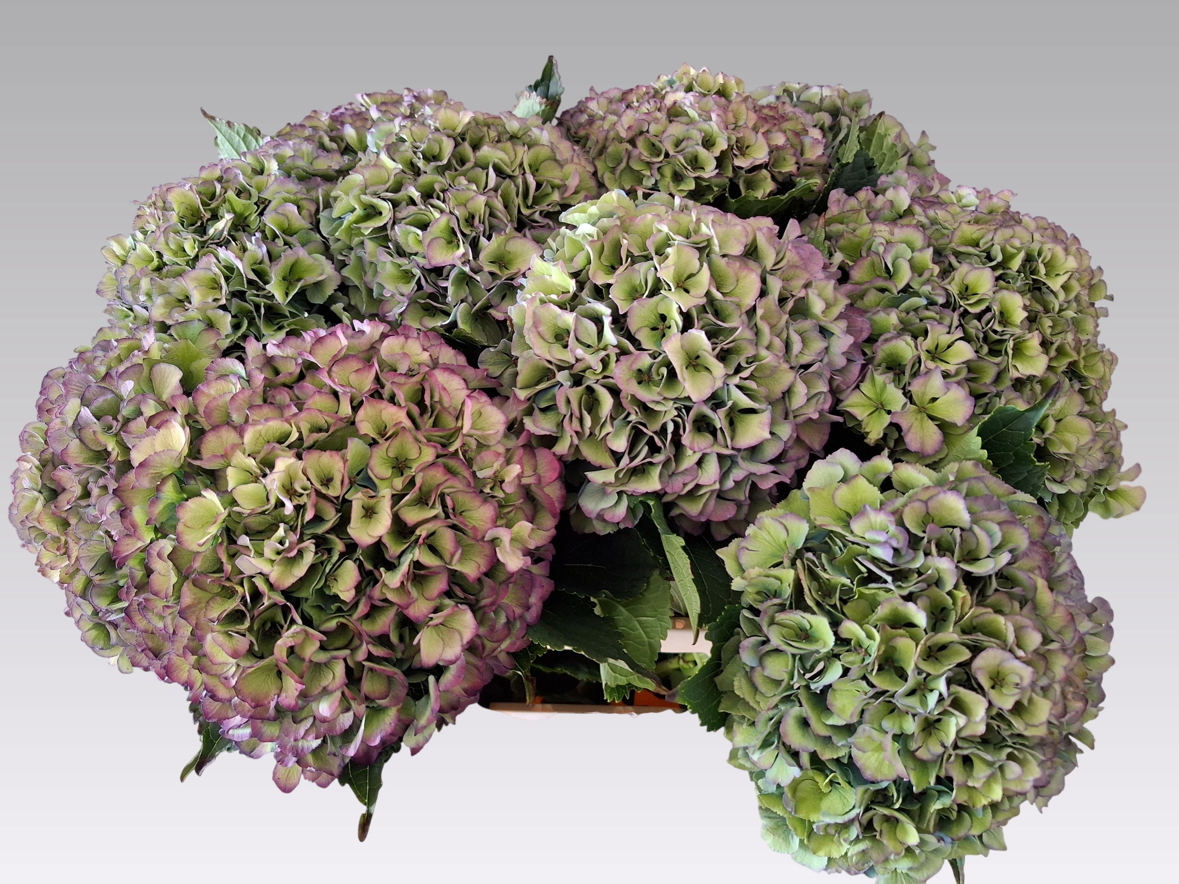 Hydrangea Royal Parade Classic 60cm 22Ø