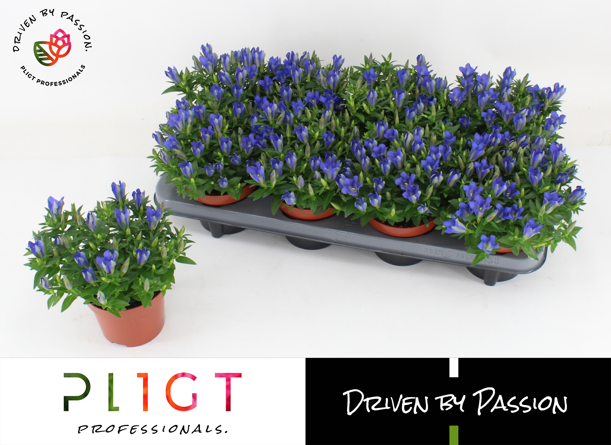 Picture of Gentiana Scabra Luis Easy Blue P12 16CM