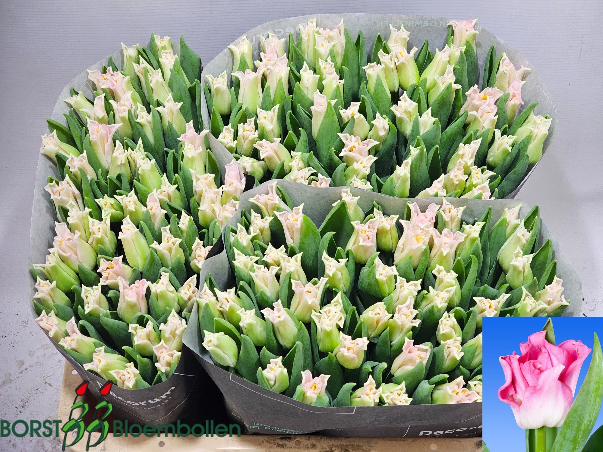 Tulipa Lily Crown Dynasty 38cm 26gram