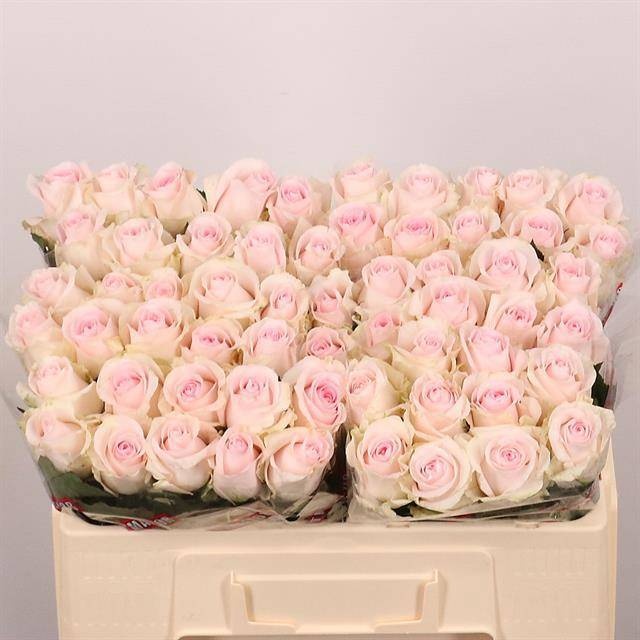 Rosa Revival Sweet 50cm