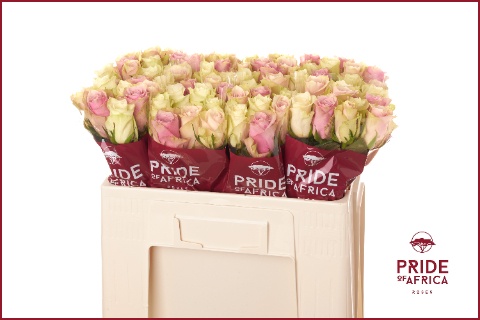Rosa Mixed In Bunch 50cm