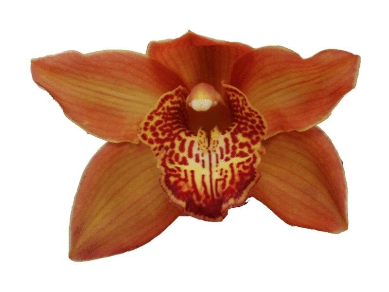 Cymb T Cognac