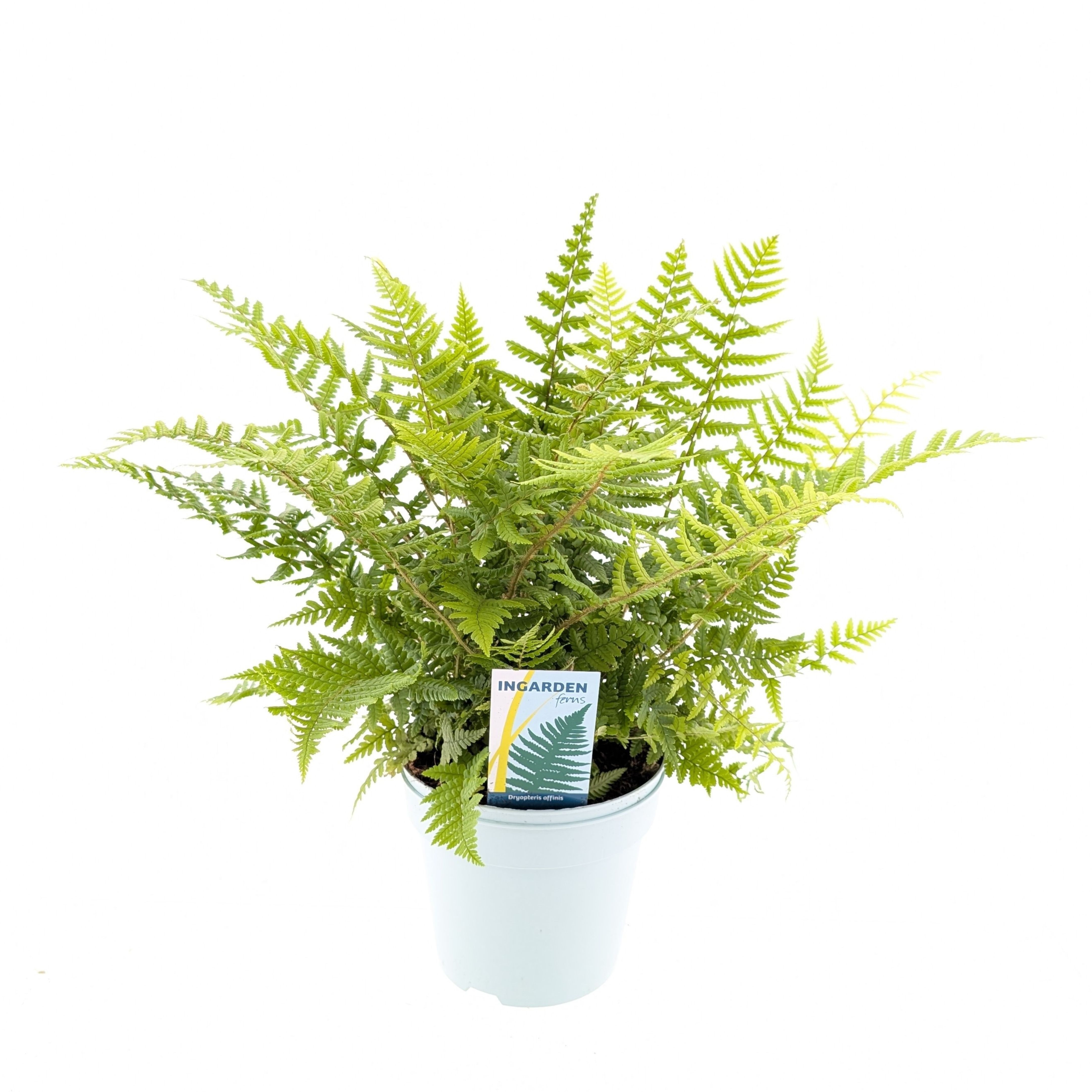 Picture of Dryopteris affinis