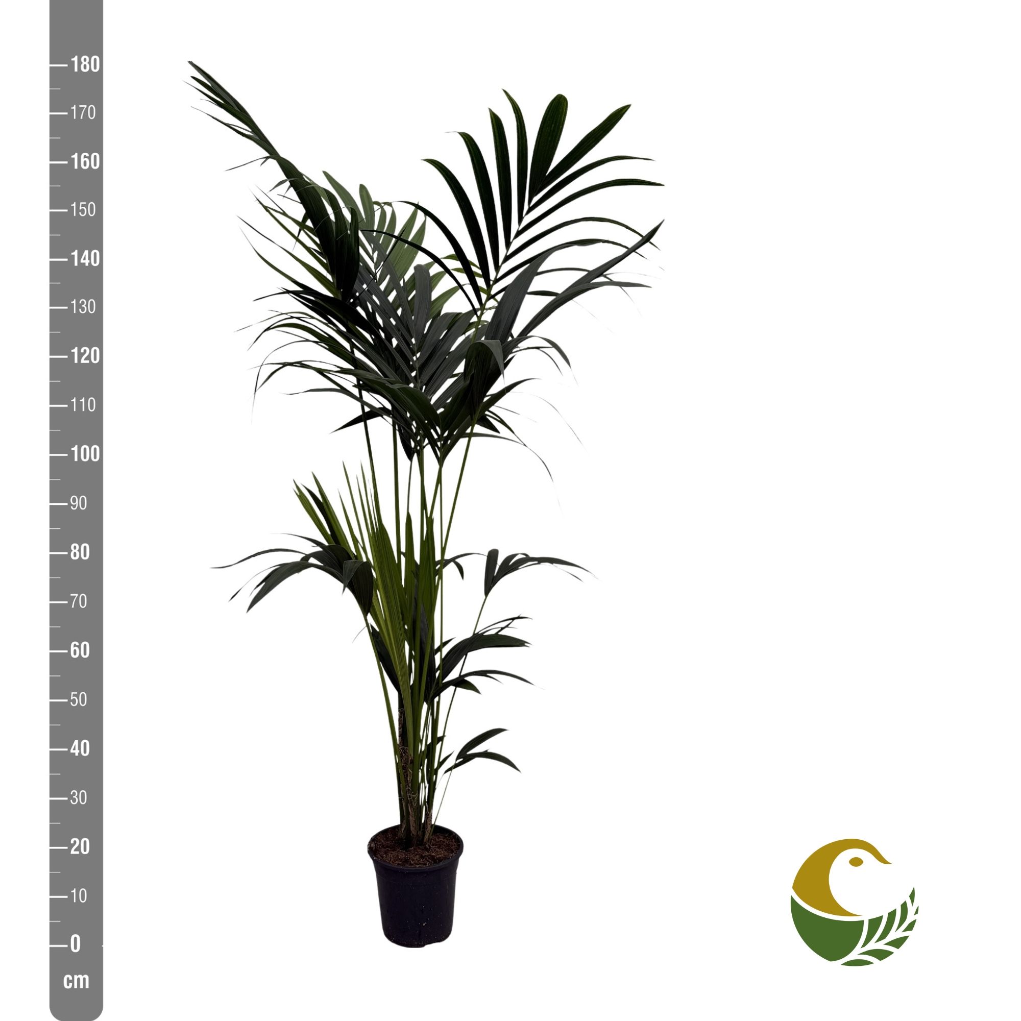 Howea Forsteriana 21P 180H 5stek